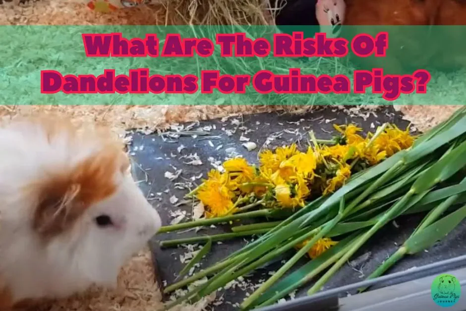 Can Guinea Pigs Eat Dandelions