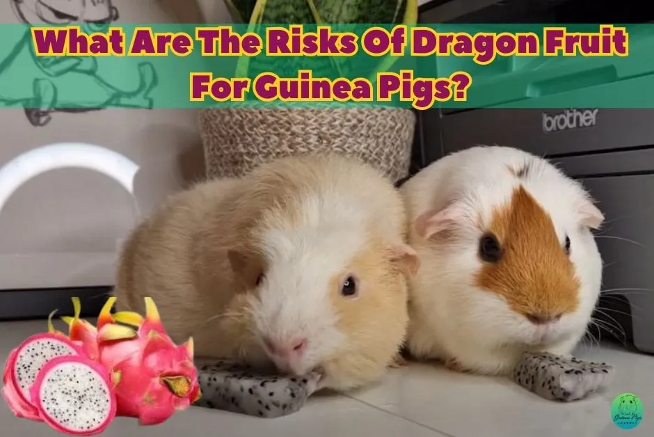 Can Guinea Pigs Eat Dragon Fruit