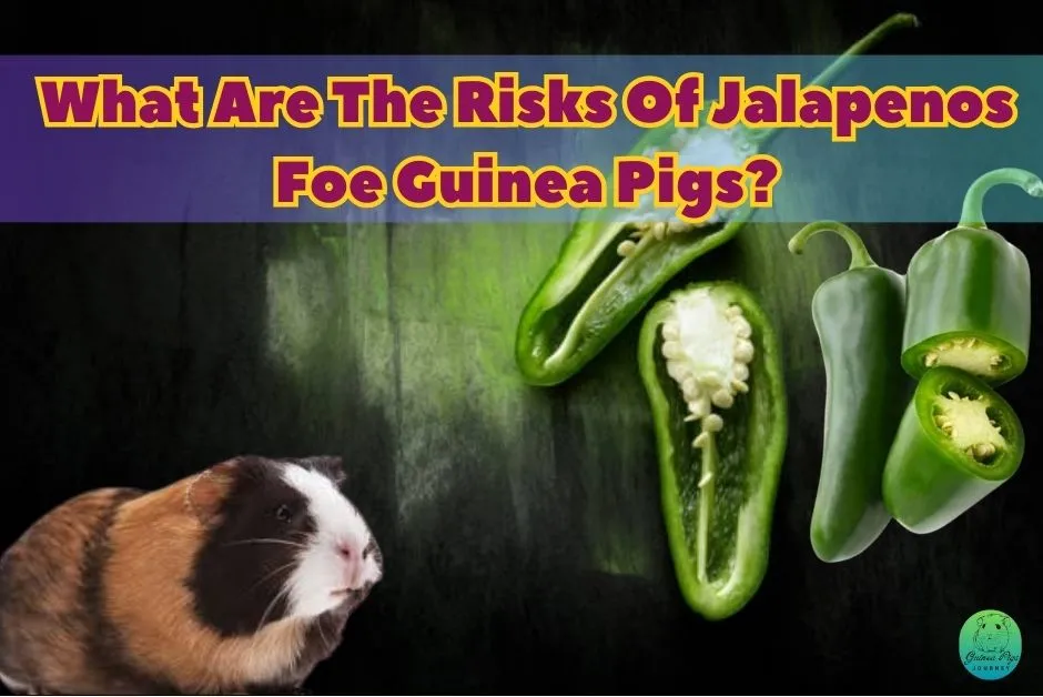 Can Guinea Pigs Eat Jalapenos