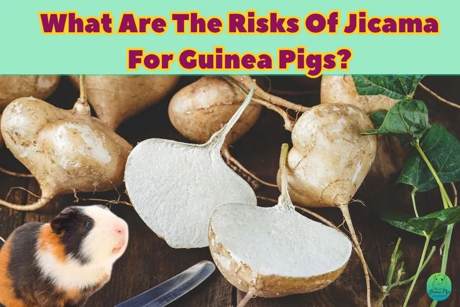 Can Guinea Pigs Eat Jicama