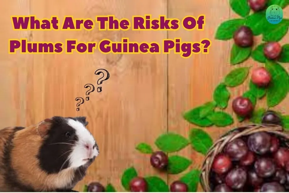 Can Guinea Pigs Eat Plums