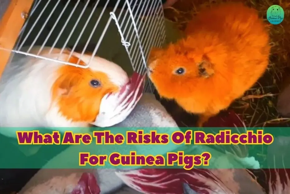 Can Guinea Pigs Eat Radicchio