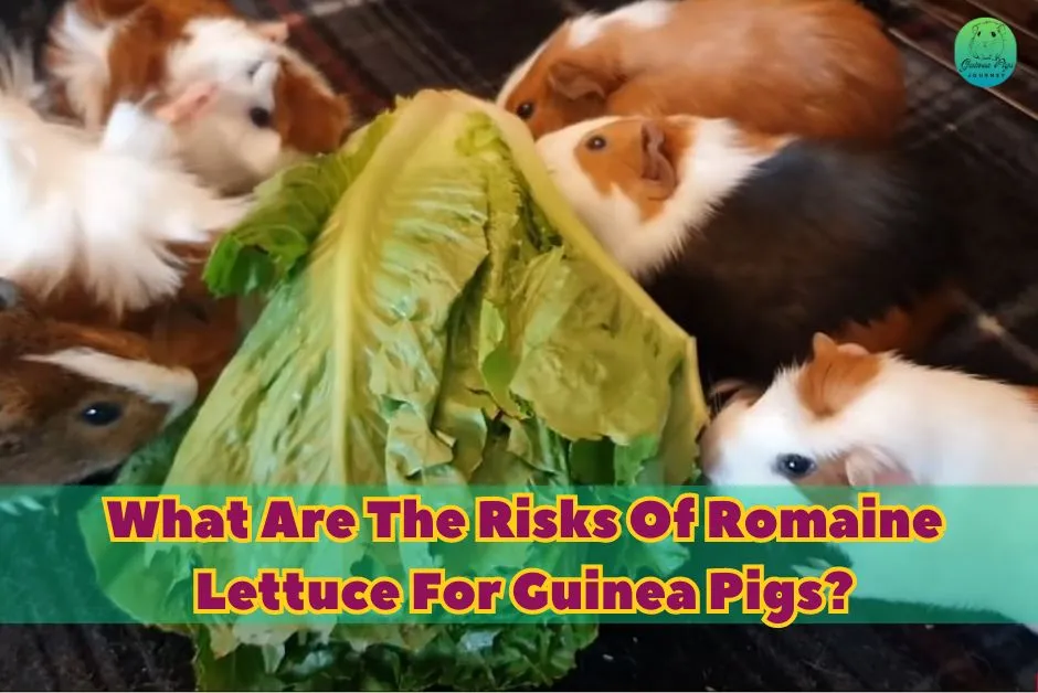 Can Guinea Pigs Eat Lettuce