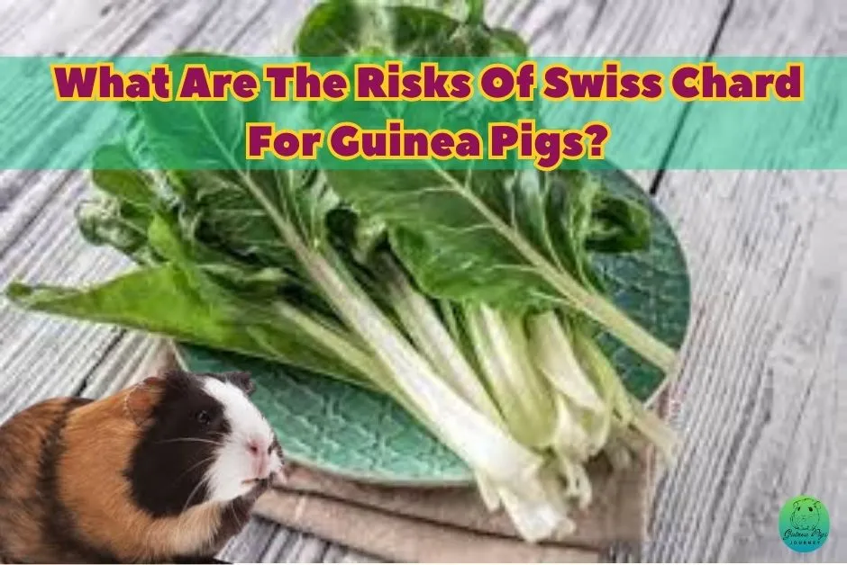 Can Guinea Pigs Eat Swiss Chard