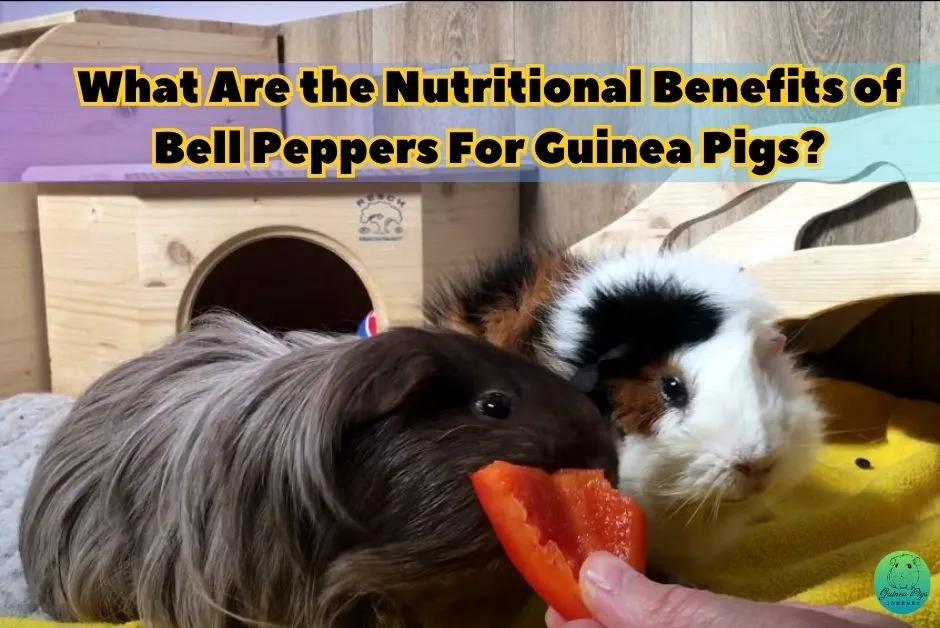 Can Guinea Pigs Eat Bell Peppers