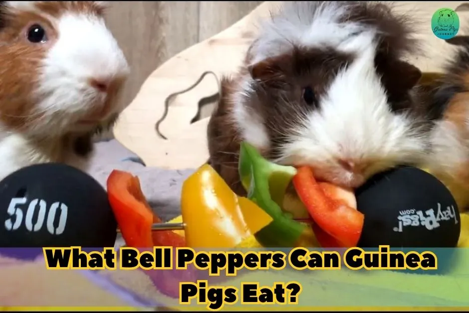 Can Guinea Pigs Eat Bell Peppers