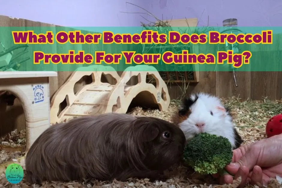 Can Guinea Pigs Eat Broccoli