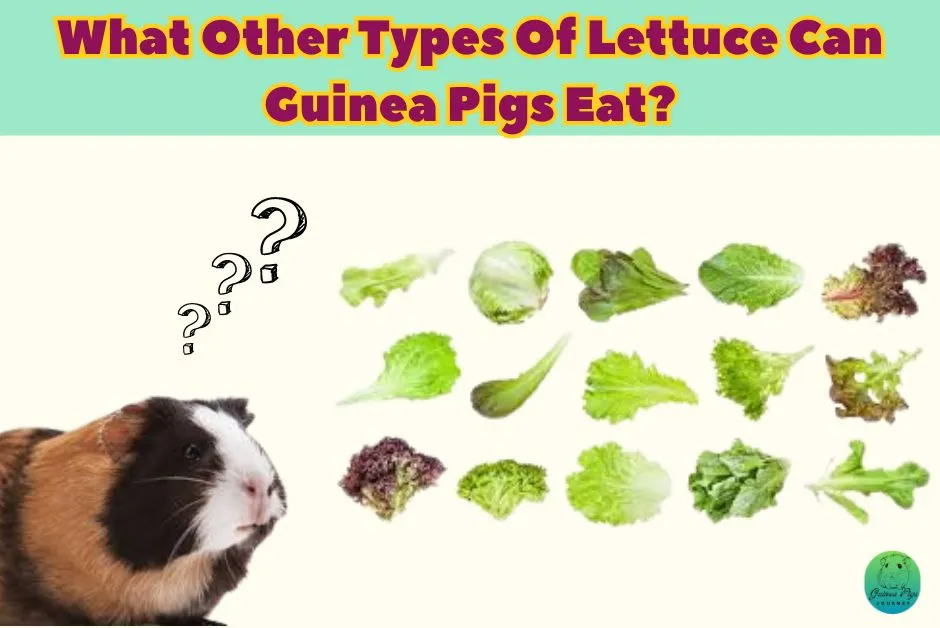 Can Guinea Pigs Eat Lettuce