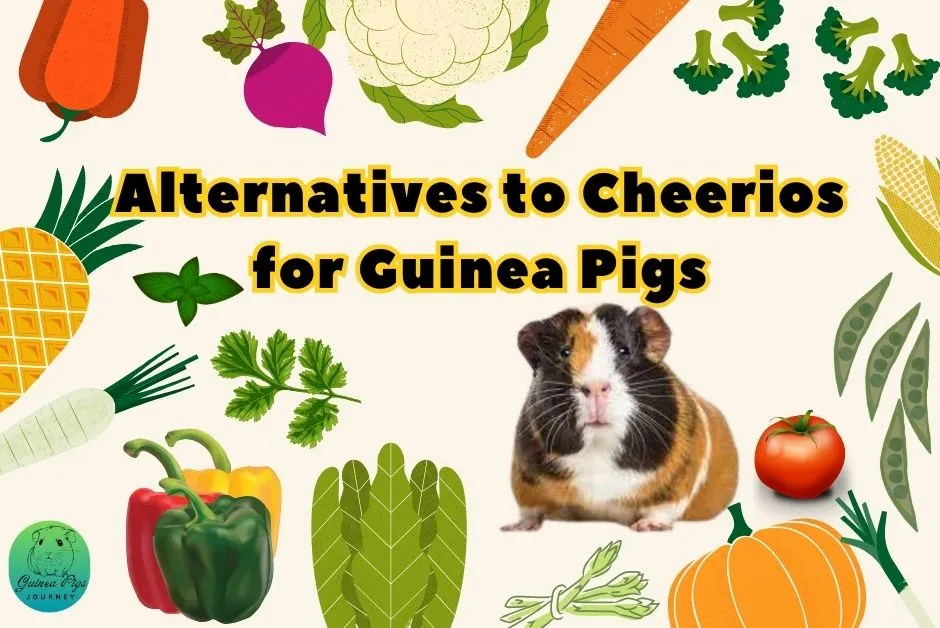 Can Guinea Pigs Eat Cheerios