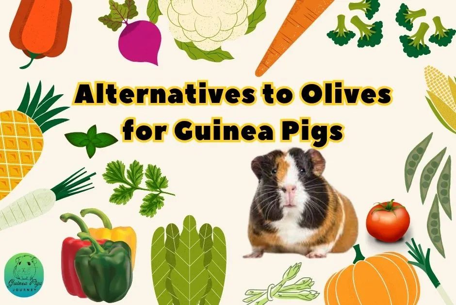 Can Guinea Pigs Eat Olives