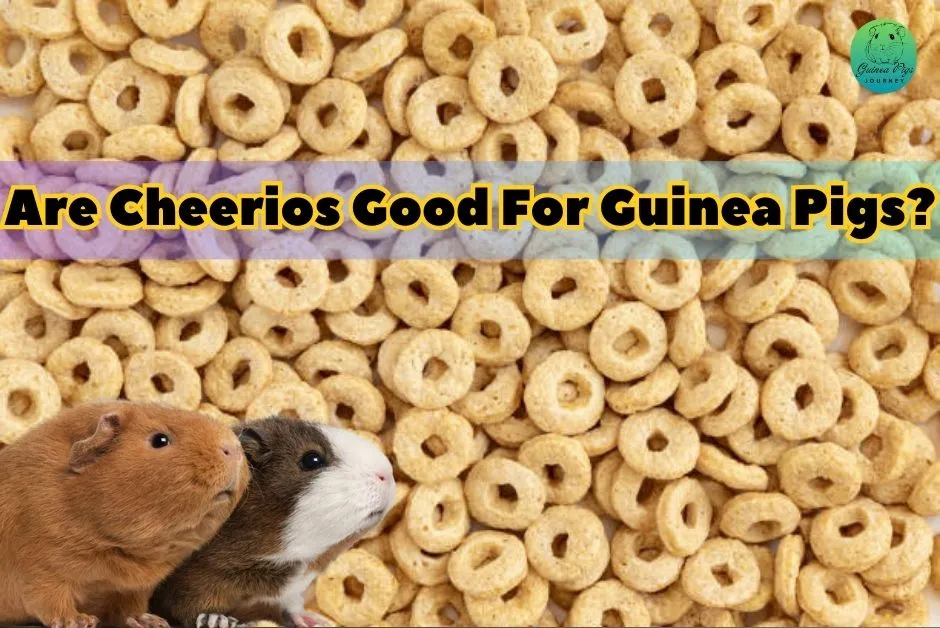 Can guinea pigs have cheerios best sale