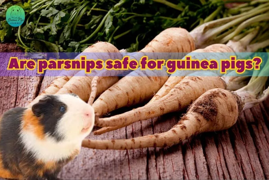 Can Guinea Pigs Eat Parsnips