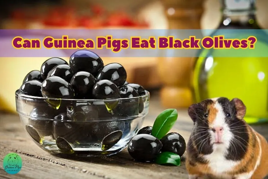 Can Guinea Pigs Eat Olives