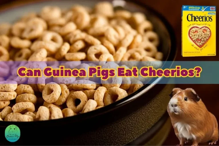 Can Guinea Pigs Eat Cheerios? Hazards, Facts, And 11 Best Guides
