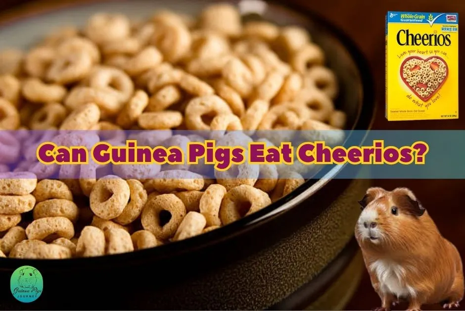 Can Guinea Pigs Eat Cheerios