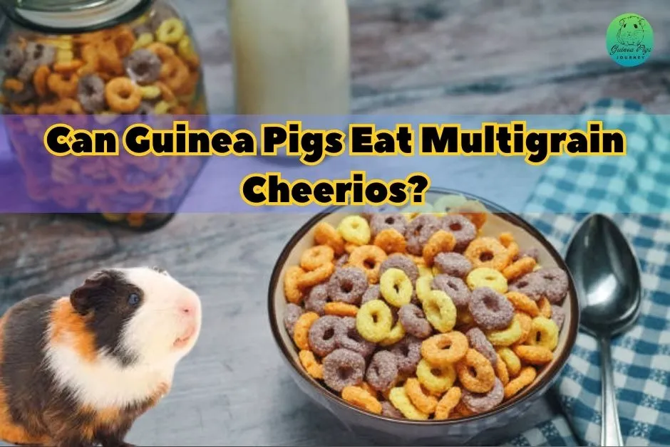 Can Guinea Pigs Eat Cheerios