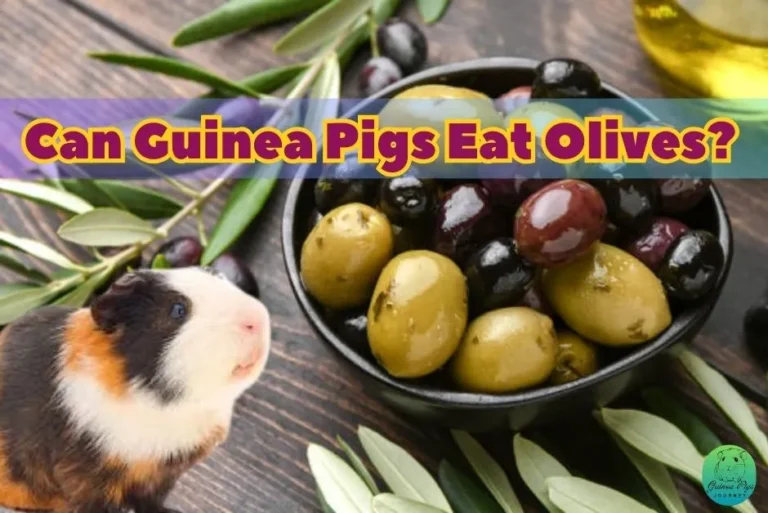 Can Guinea Pigs Eat Olives