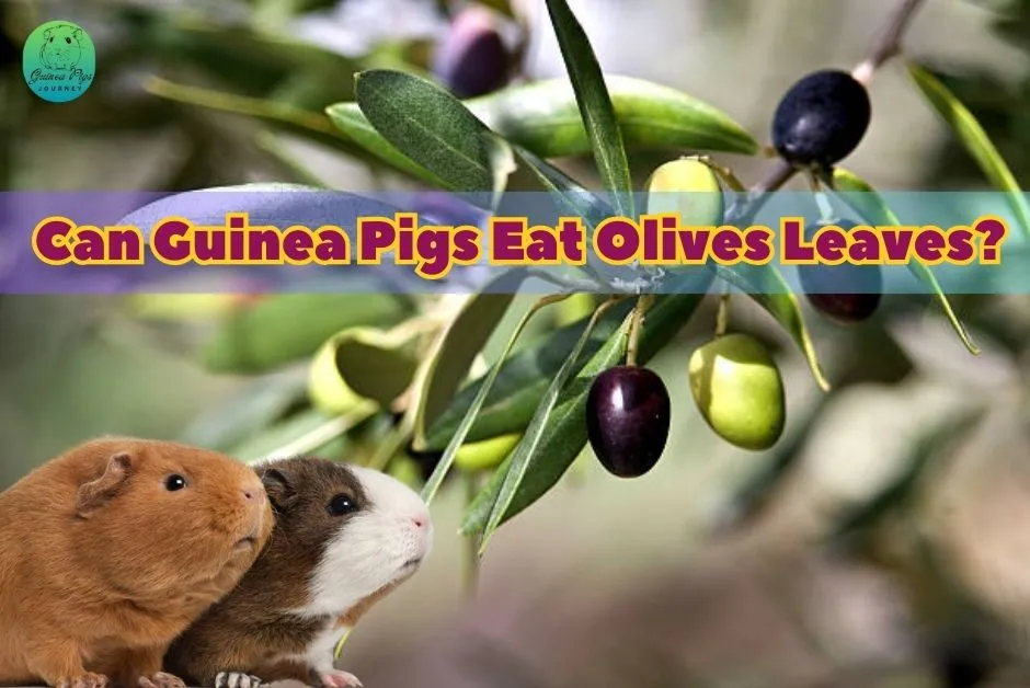 Can Guinea Pigs Eat Olives