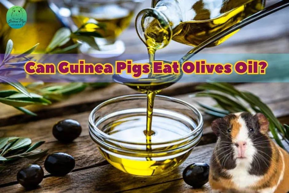 Can Guinea Pigs Eat Olives