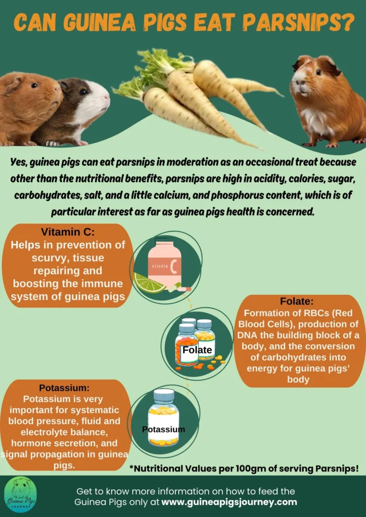 Can Guinea Pigs Eat Parsnips