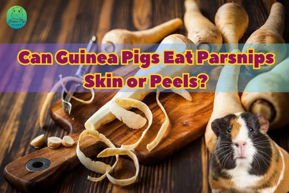 Can Guinea Pigs Eat Parsnips