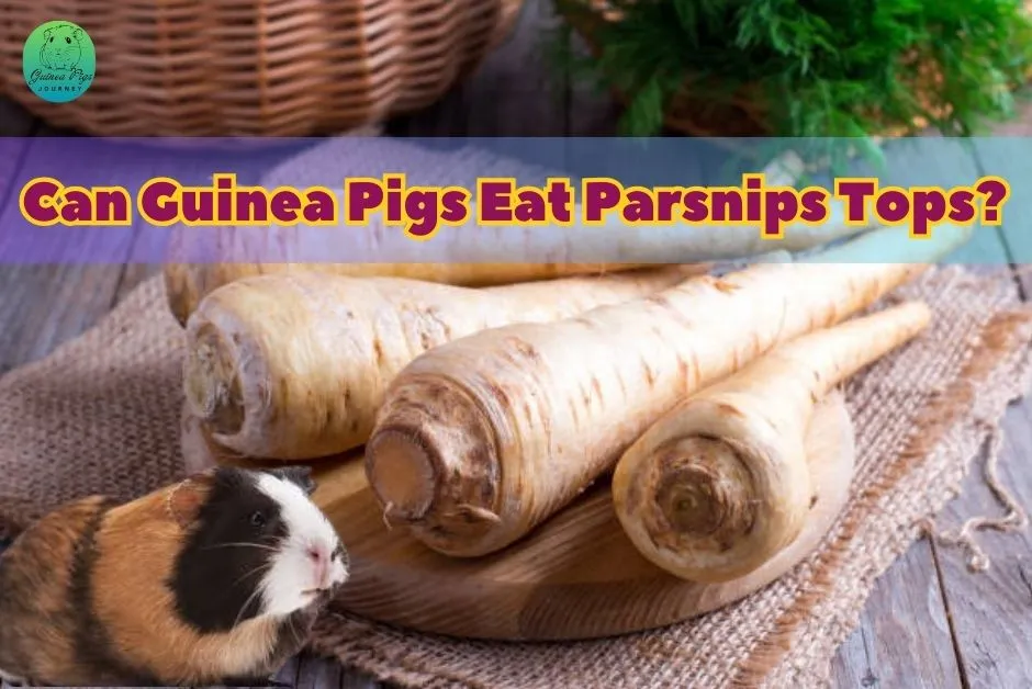 Can Guinea Pigs Eat Parsnips Hazards Facts 14 Best Guides