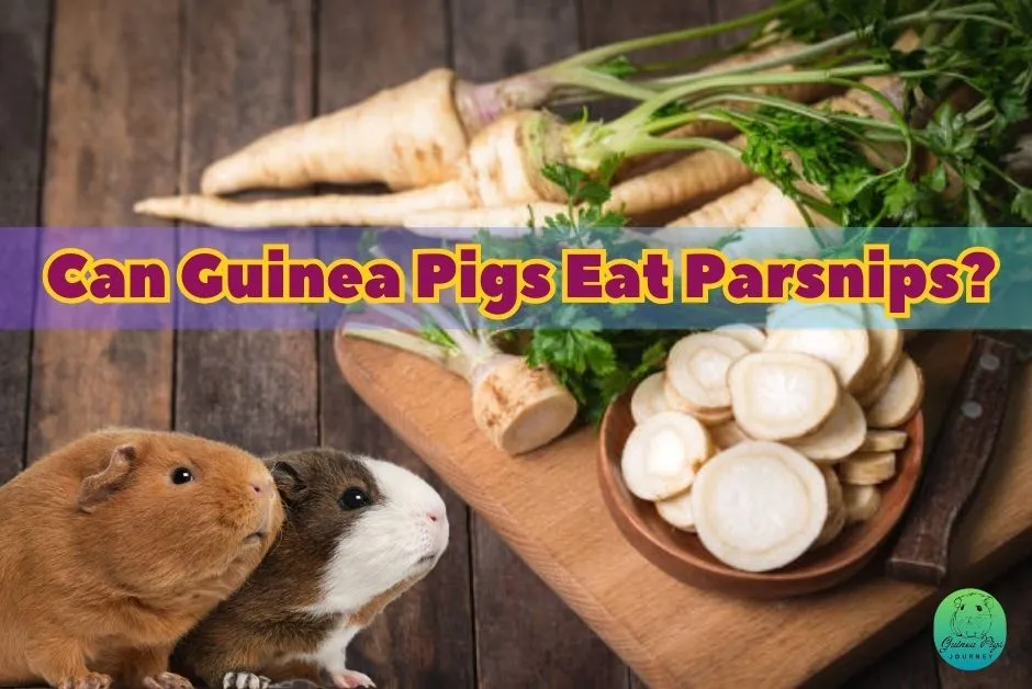 Can Guinea Pigs Eat Parsnips