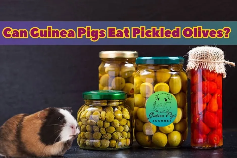 Can Guinea Pigs Eat Olives