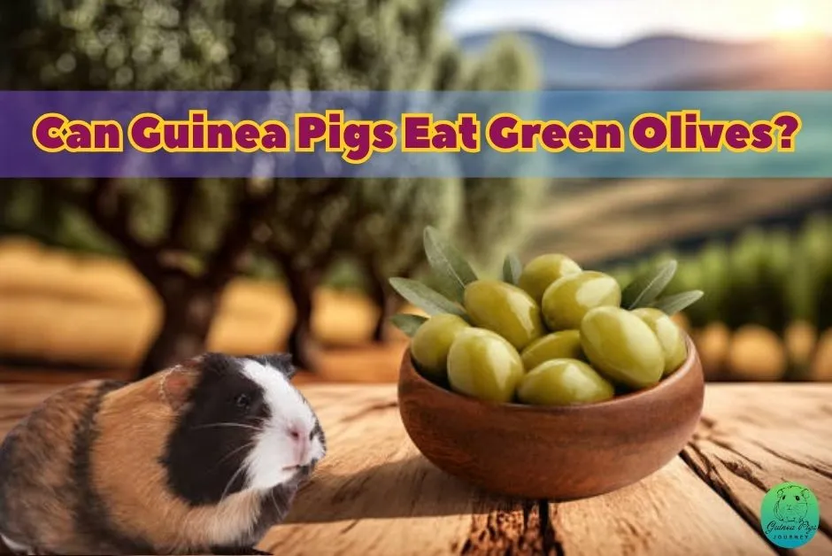 Can Guinea Pigs Eat Olives