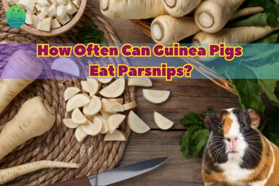 can guinea pigs eat parsnips