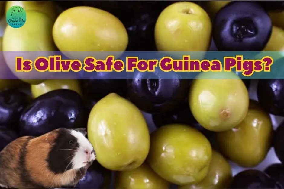 Can Guinea Pigs Eat Olives