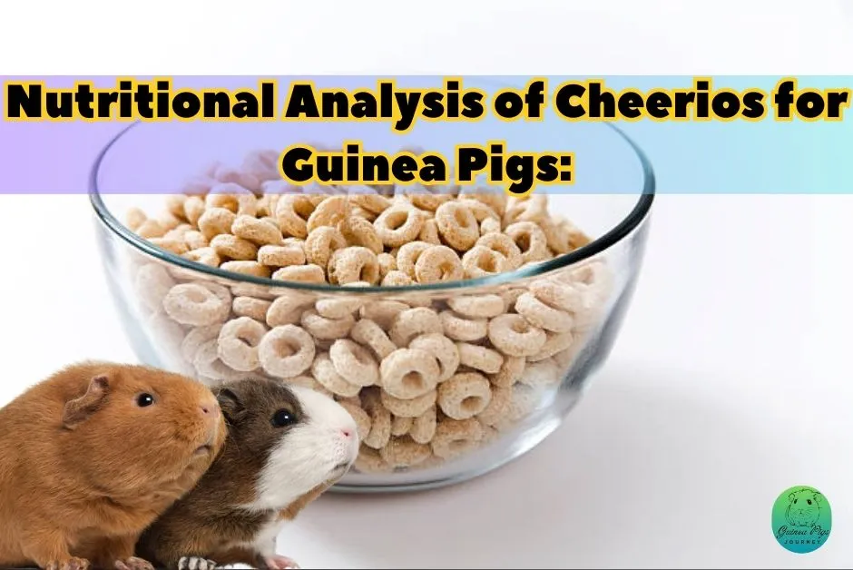 Can Guinea Pigs Eat Cheerios