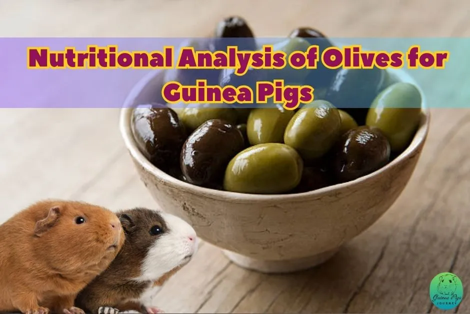 Can Guinea Pigs Eat Olives