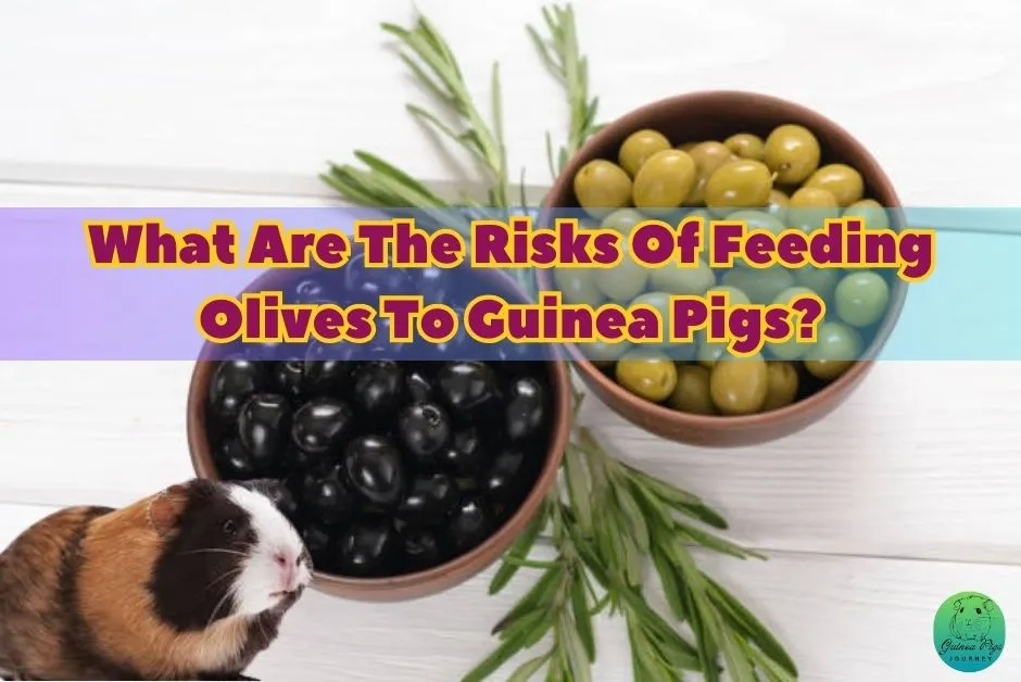 Can Guinea Pigs Eat Olives