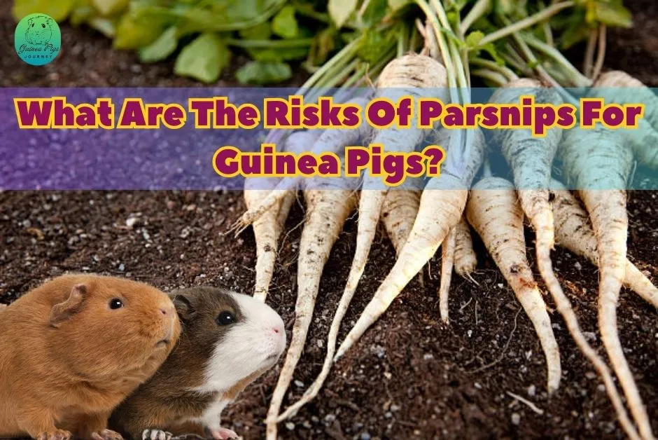 Can Guinea Pigs Eat Parsnips