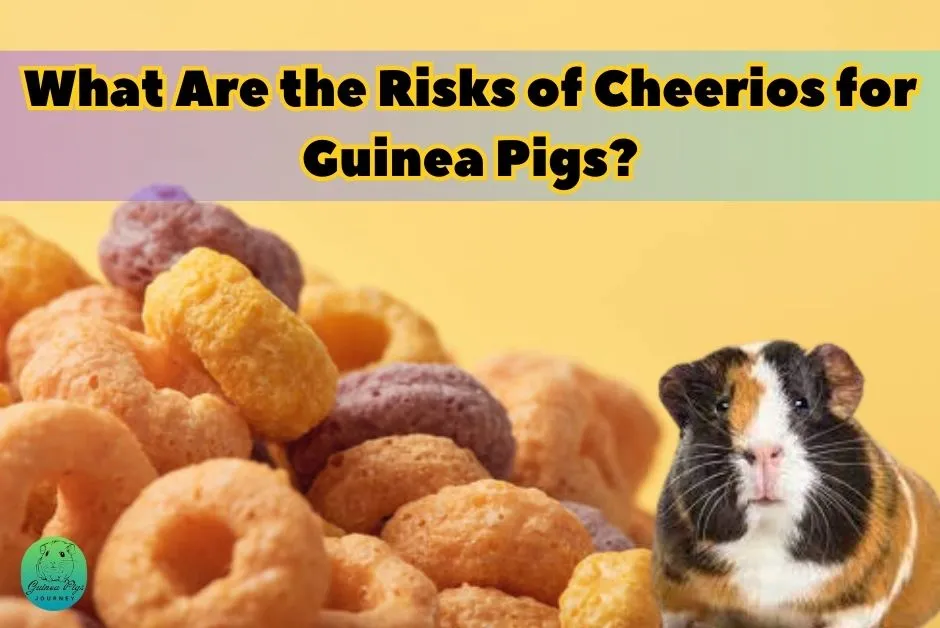 Can Guinea Pigs Eat Cheerios