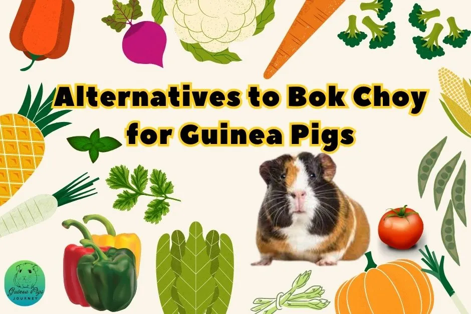 Can Guinea Pigs Eat Bok Choy