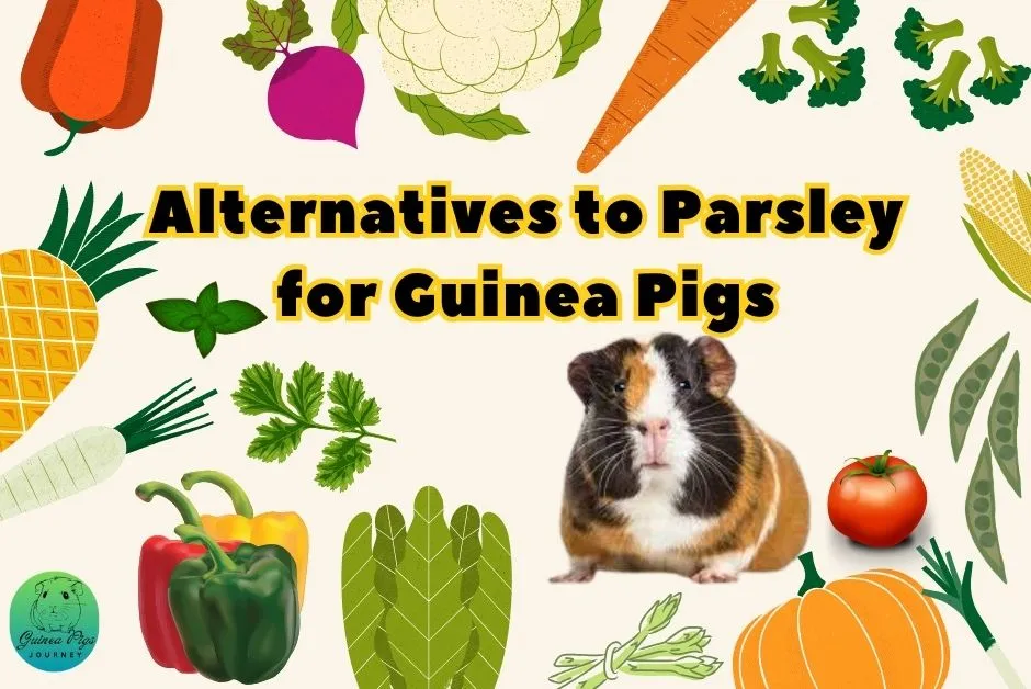 Can Guinea Pigs Eat Parsley