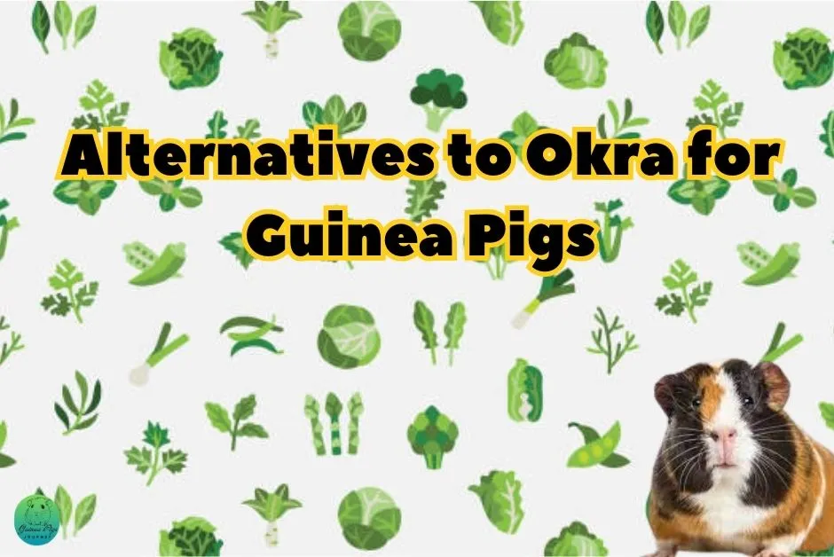 Can Guinea Pigs Eat Okra