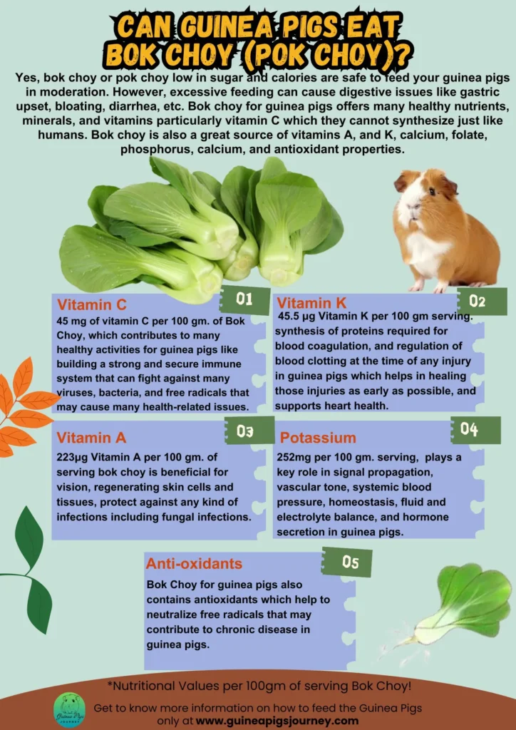 Can Guinea Pigs Eat Bok Choy