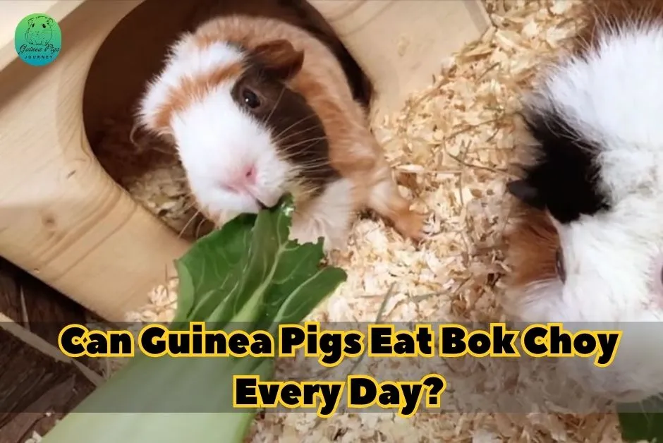 Can Guinea Pigs Eat Bok Choy