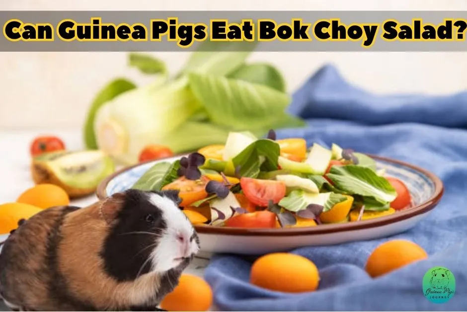 Can Guinea Pigs Eat Bok Choy