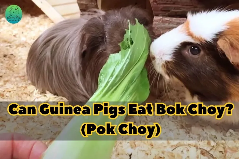 Can Guinea Pigs Eat Bok Choy