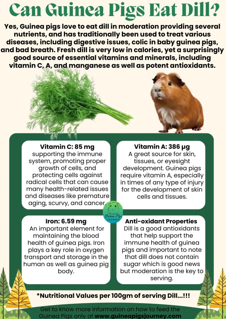 Can Guinea Pigs Eat Dill