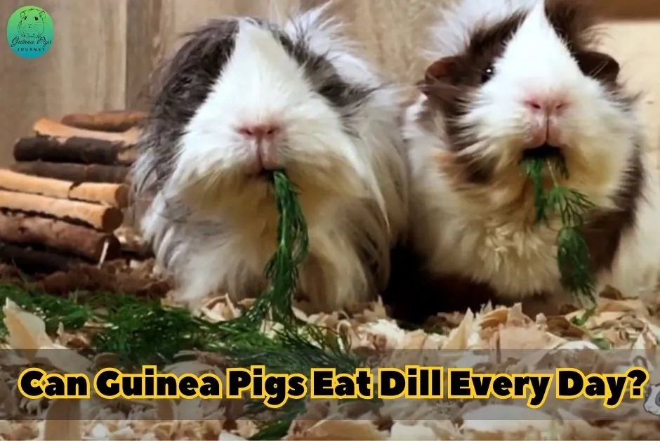 Can Guinea Pigs Eat Dill