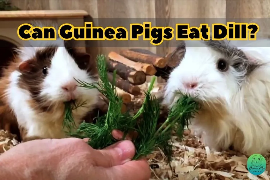 Can Guinea Pigs Eat Dill