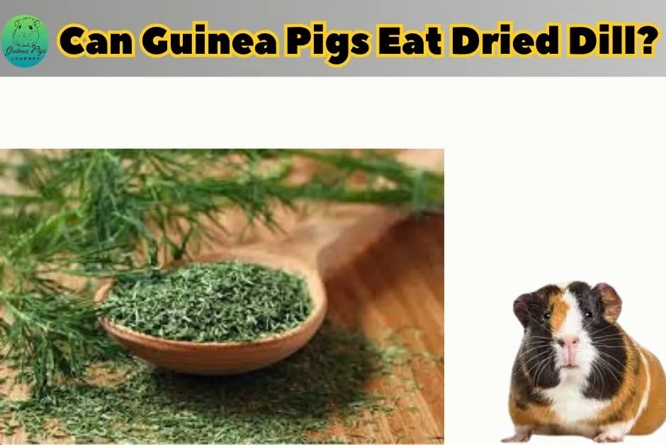 Can Guinea Pigs Eat Dill