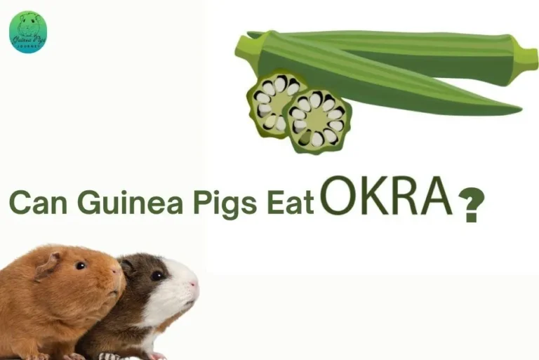 Can Guinea Pigs Eat Okra