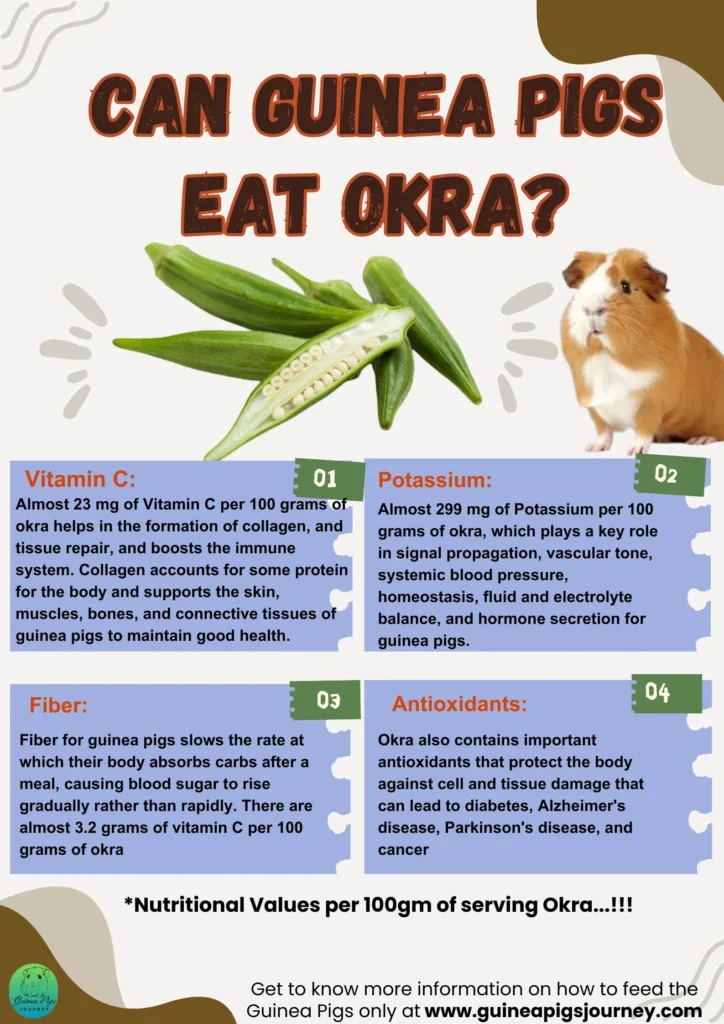 Can Guinea Pigs Eat Okra