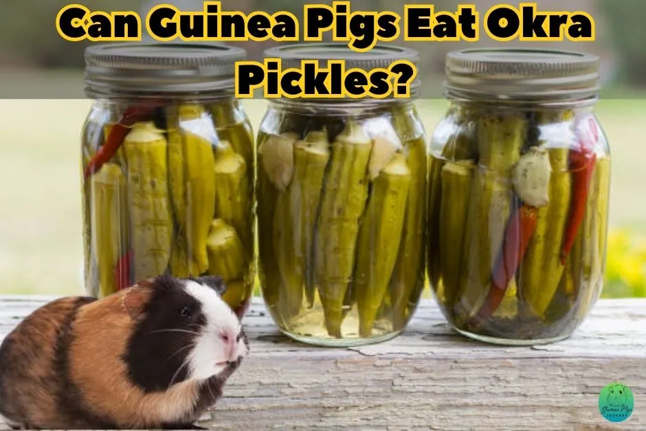 Can Guinea Pigs Eat Okra